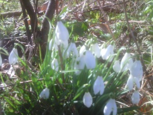 Snowdrop in the Spring sunshine